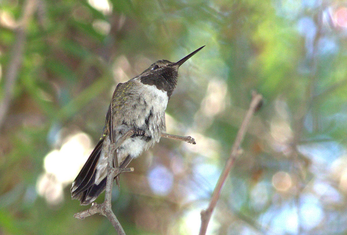 Broad-tailed Hummingbird - Curtis Marantz