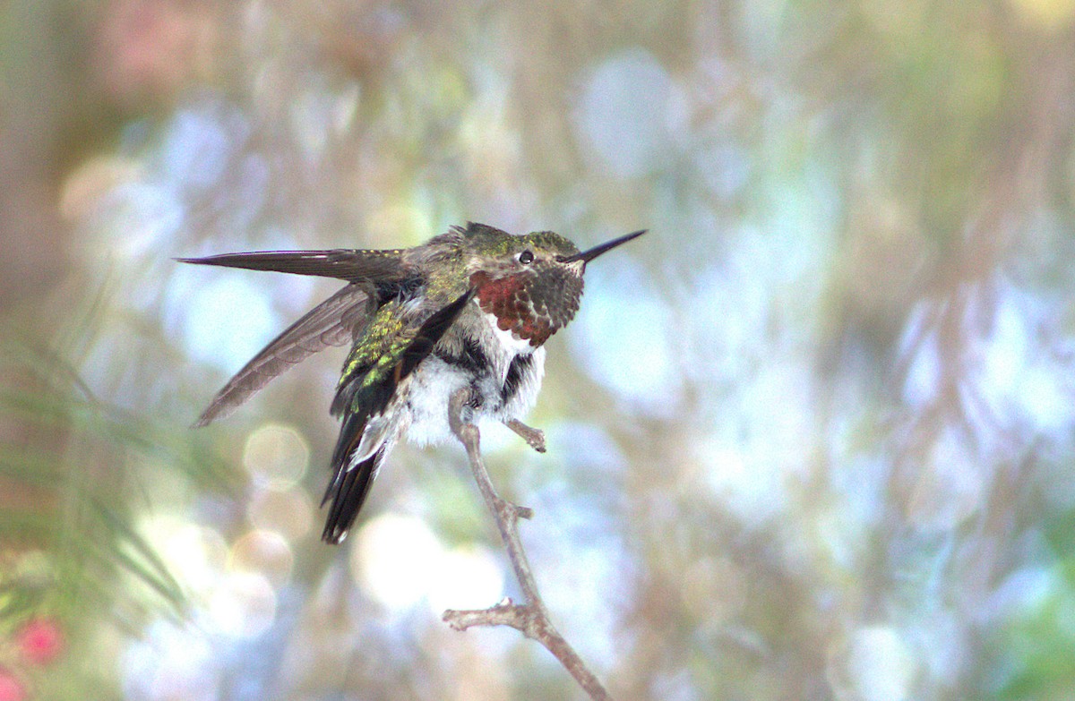 Broad-tailed Hummingbird - Curtis Marantz
