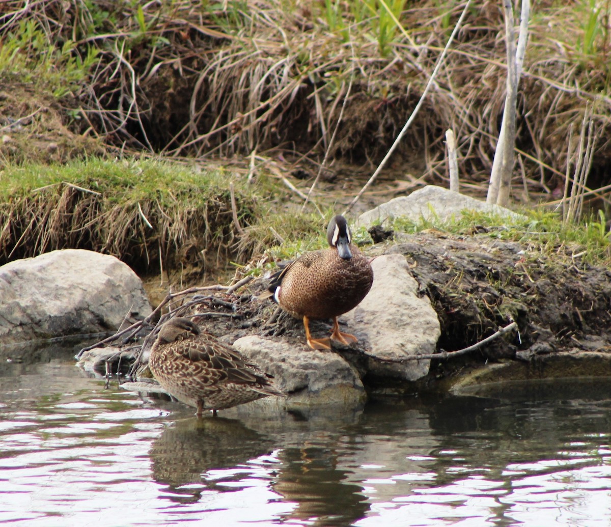 Blue-winged Teal - ML329353621