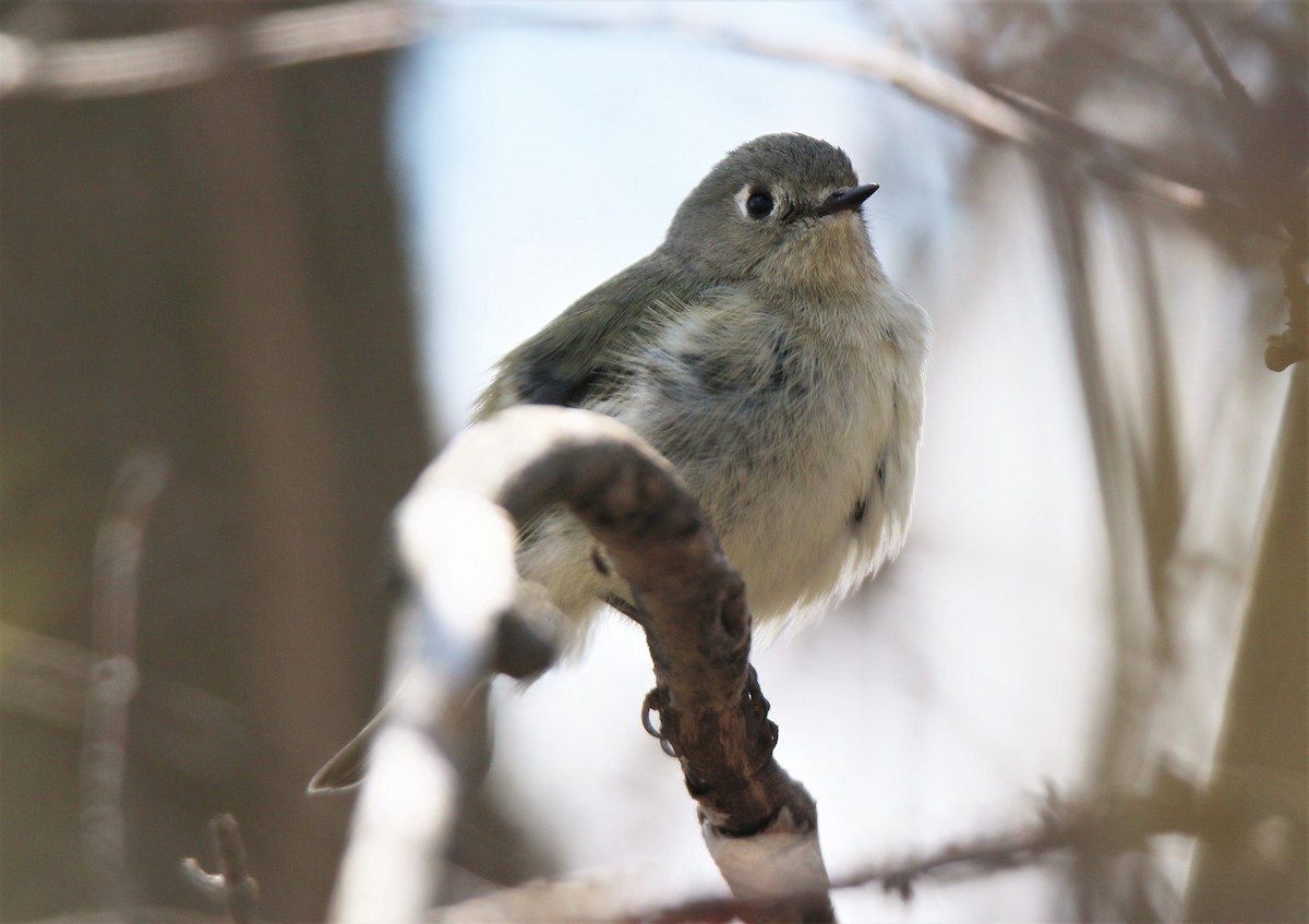 Ruby-crowned Kinglet - ML329358231