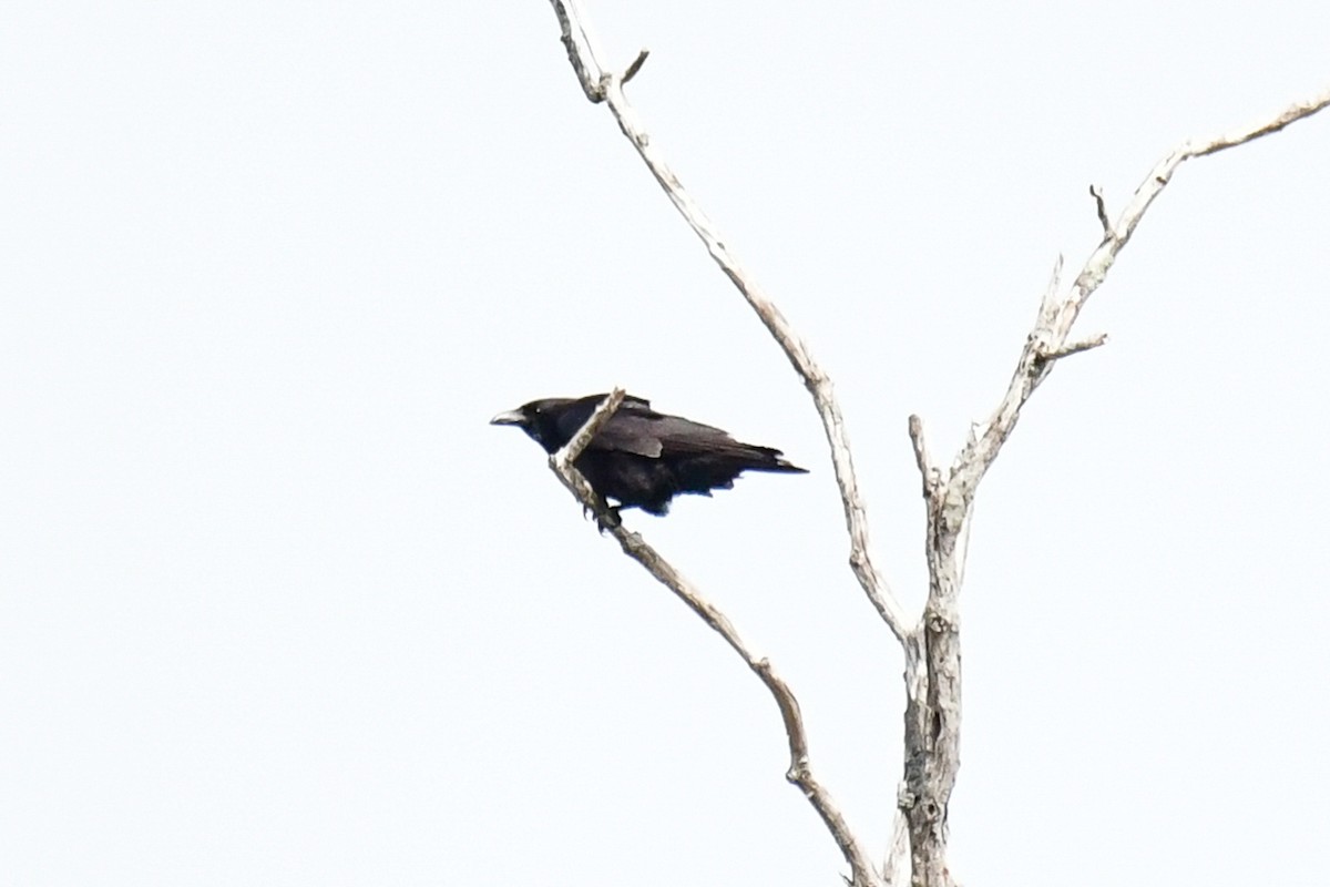 American Crow - ML329358401