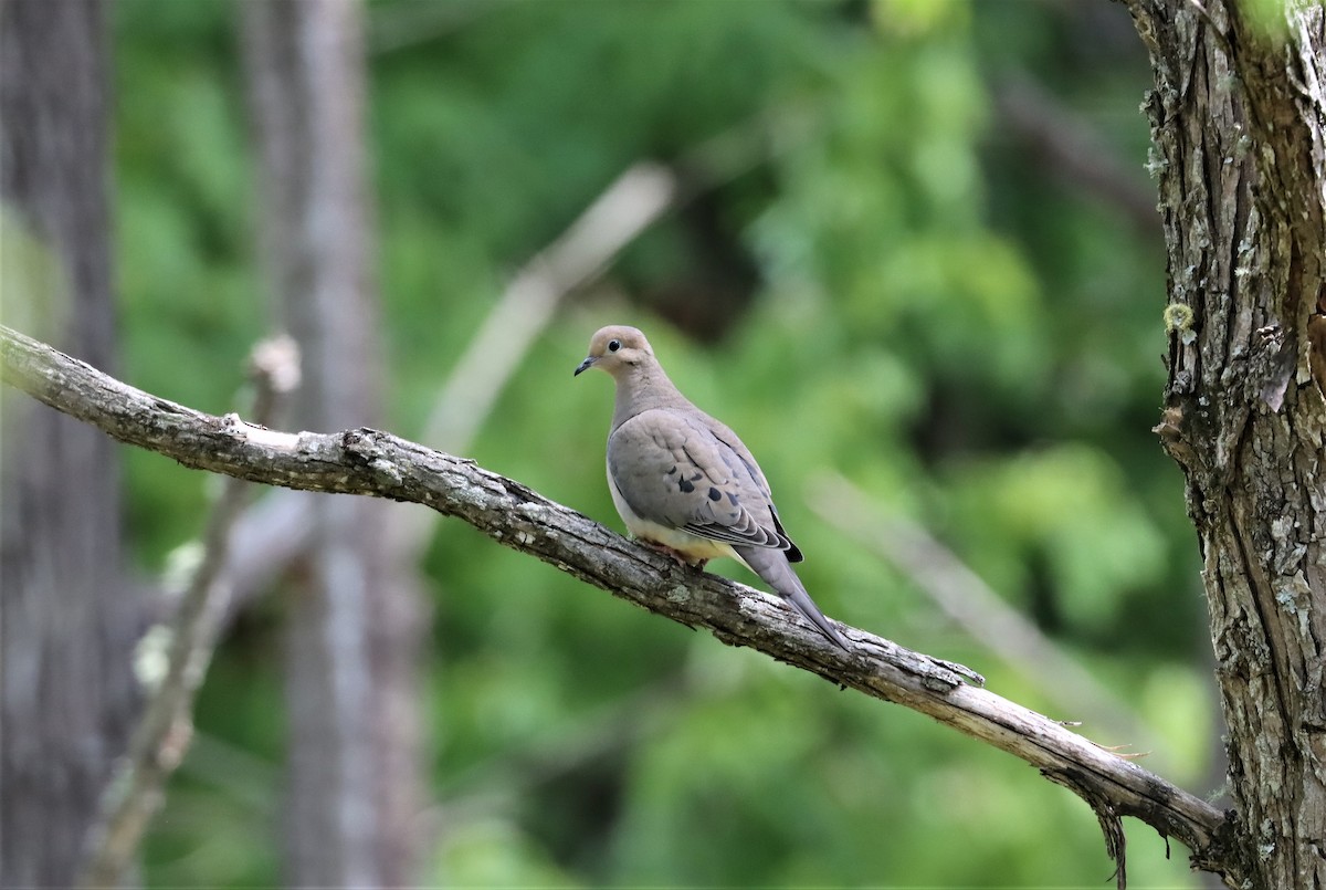 Mourning Dove - ML329359771