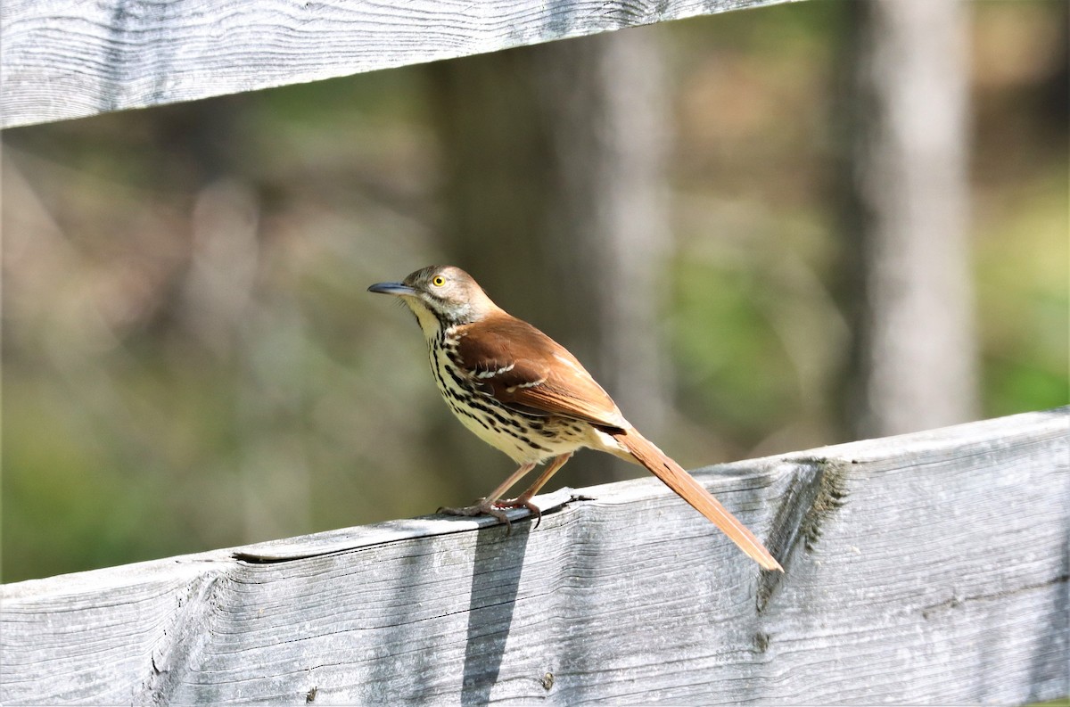 Brown Thrasher - ML329359951