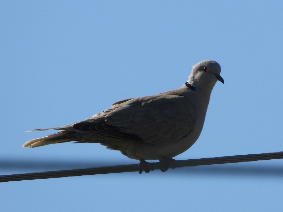 Eurasian Collared-Dove - ML329364301