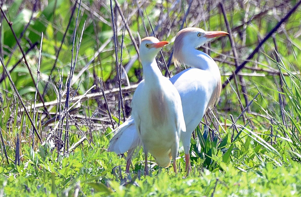 Western Cattle-Egret - ML329364481
