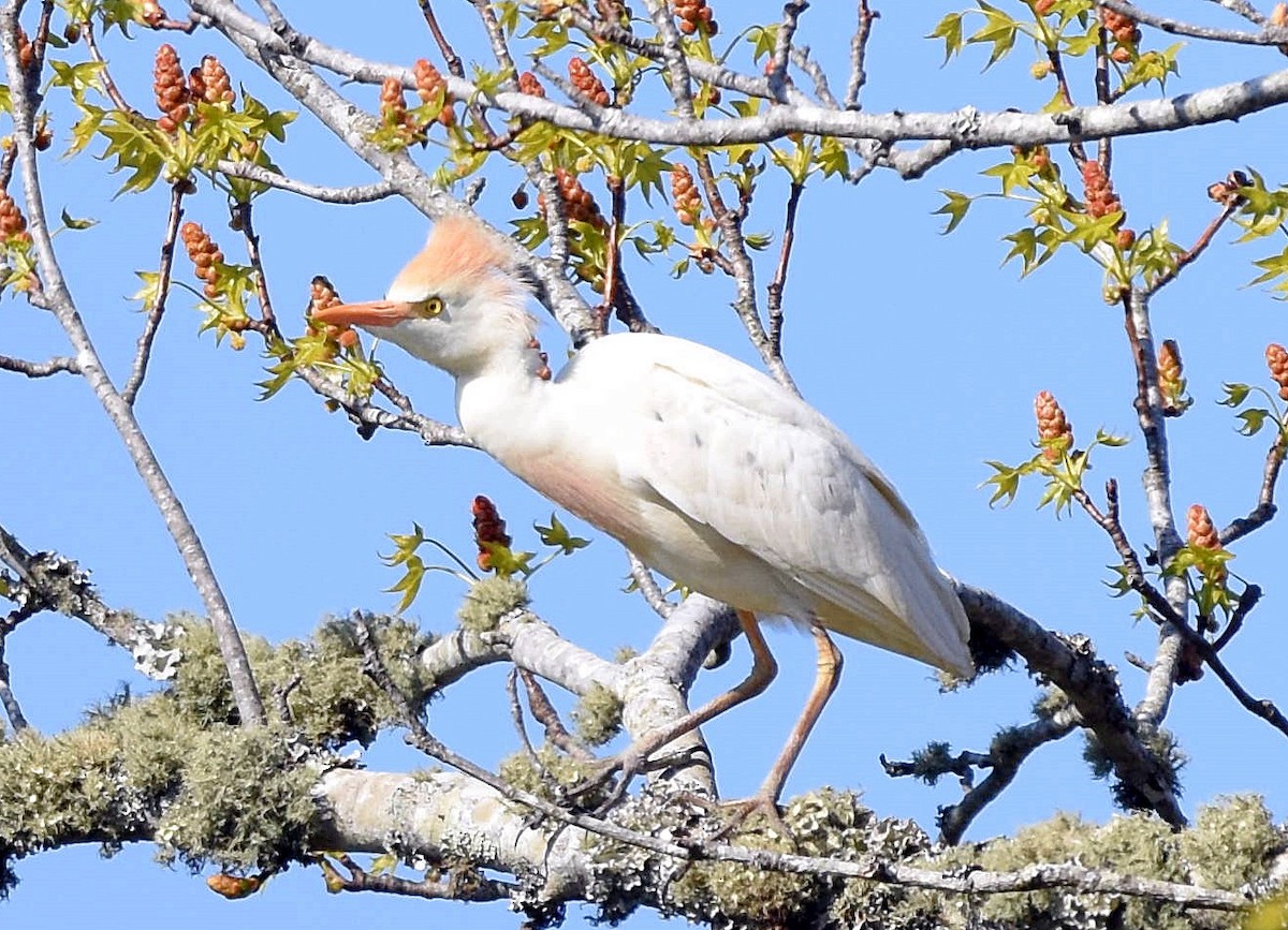 Western Cattle-Egret - ML329364651