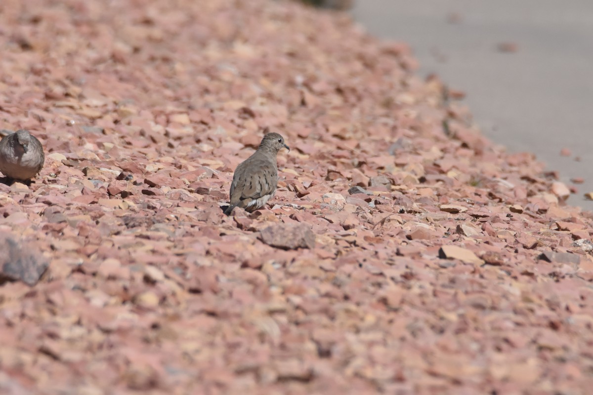 Ruddy Ground Dove - ML329364821
