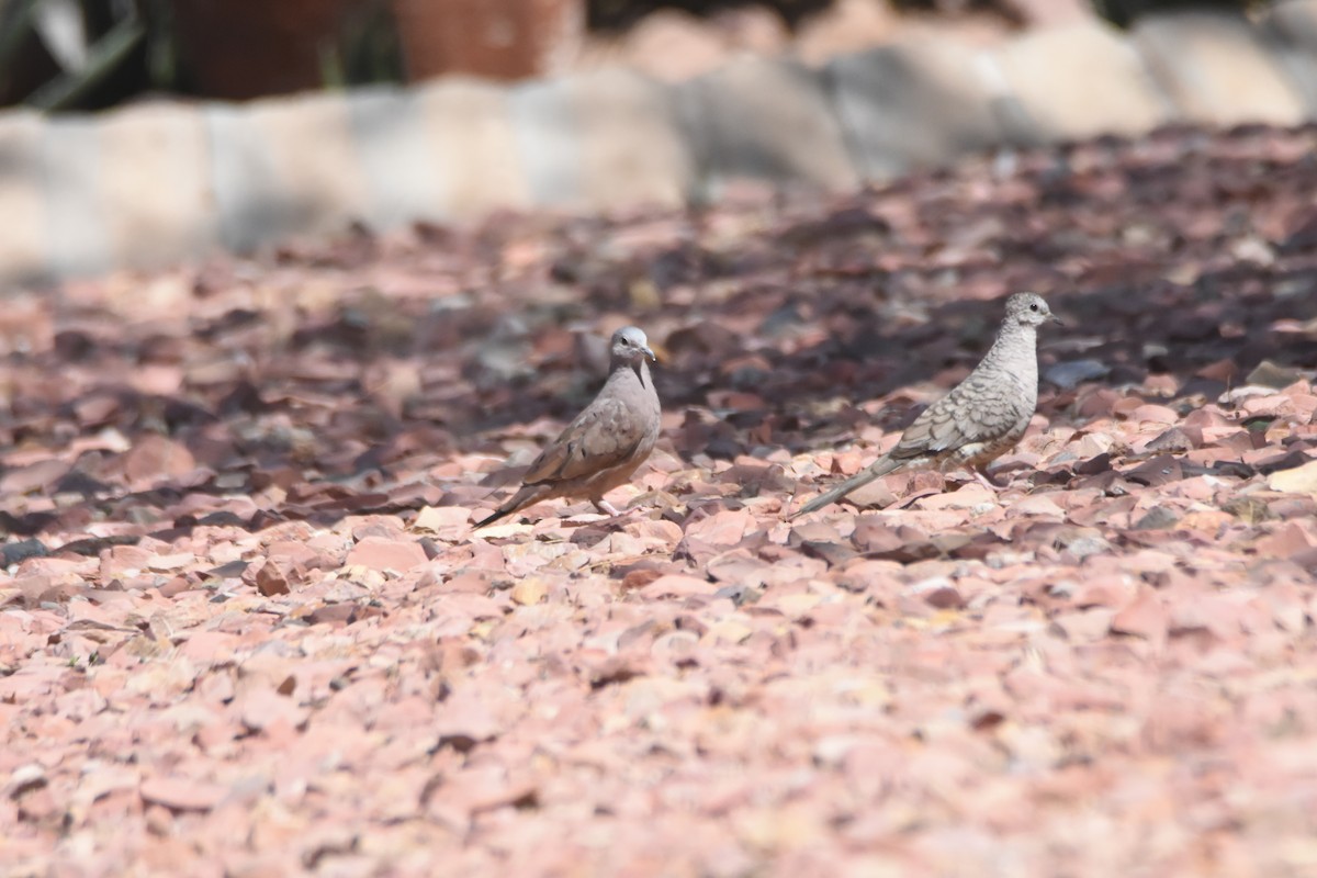 Ruddy Ground Dove - ML329365541