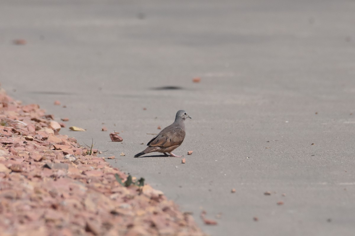 Ruddy Ground Dove - ML329365551