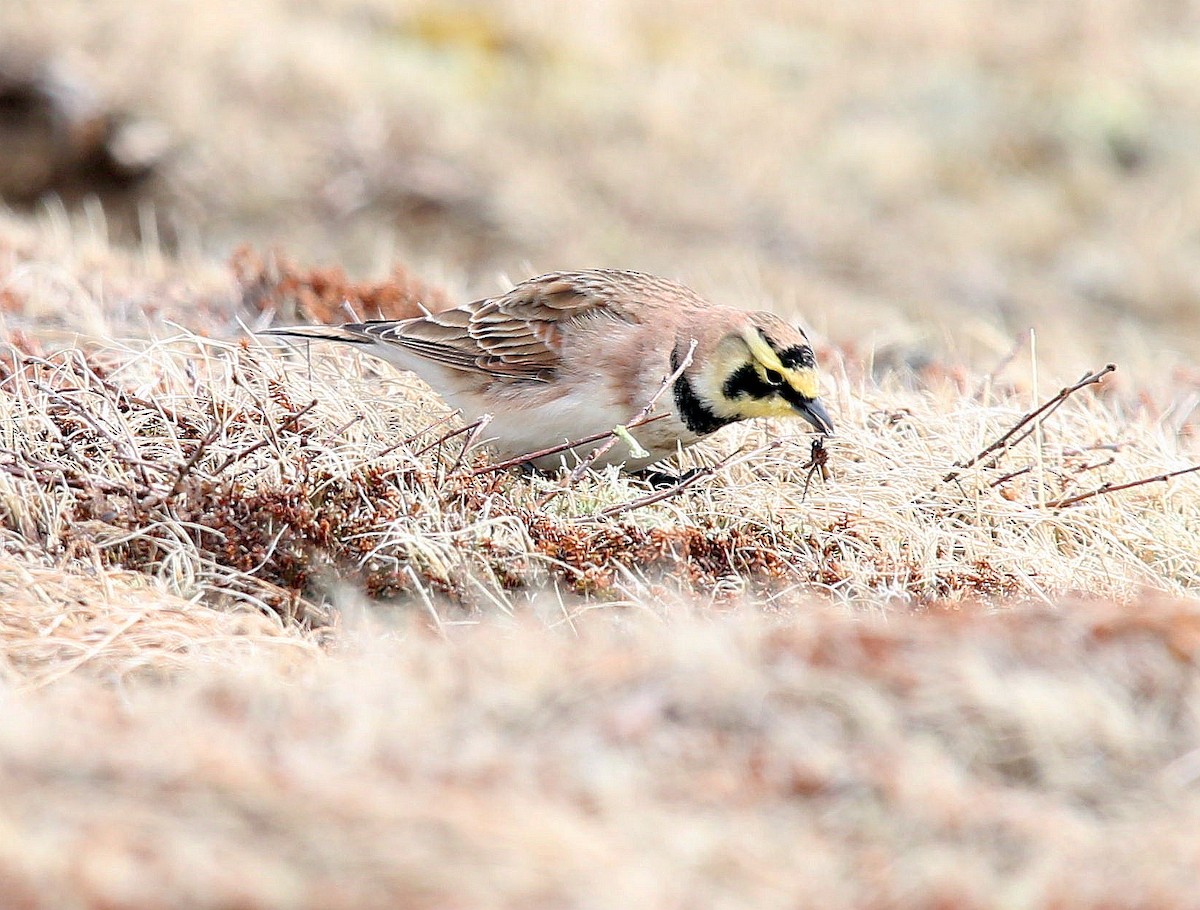 Horned Lark - Charles Fitzpatrick