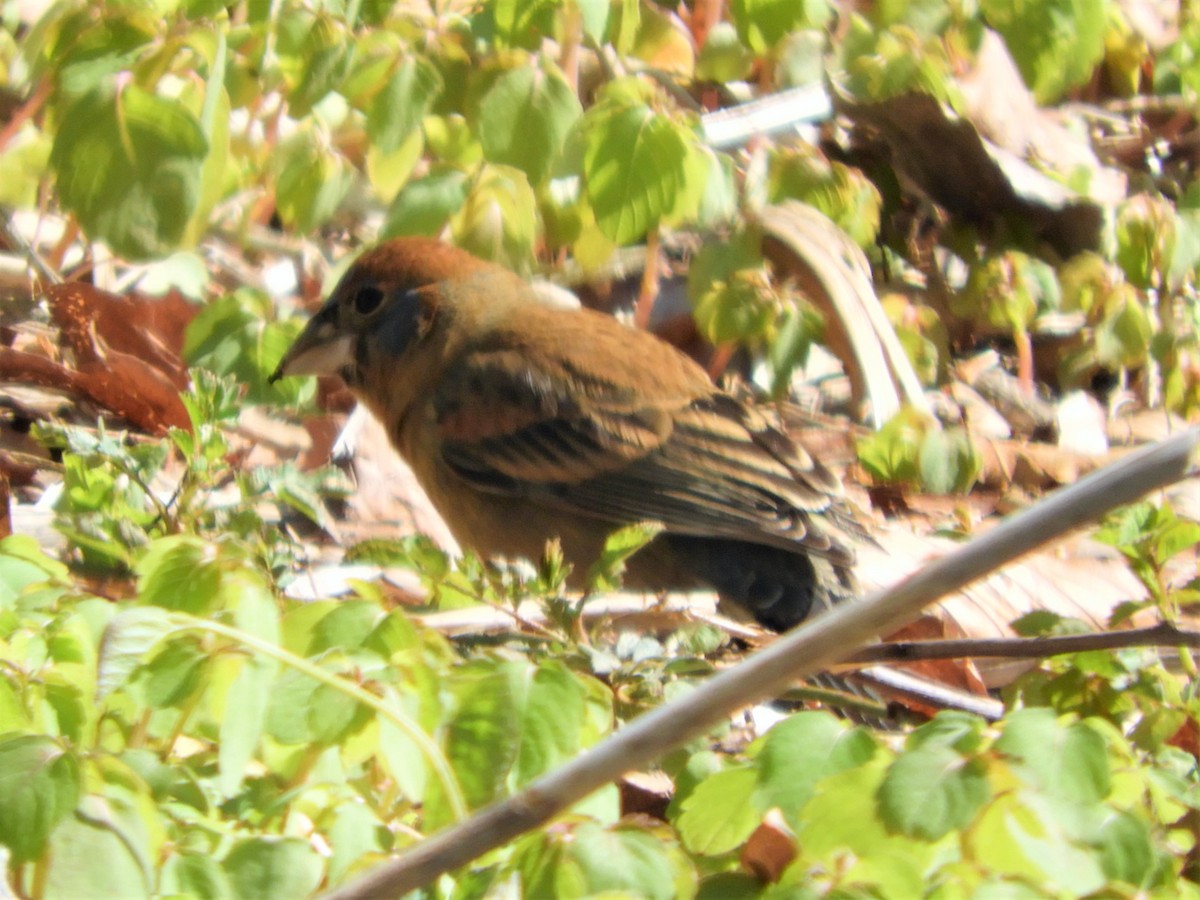 Blue Grosbeak - ML329366441