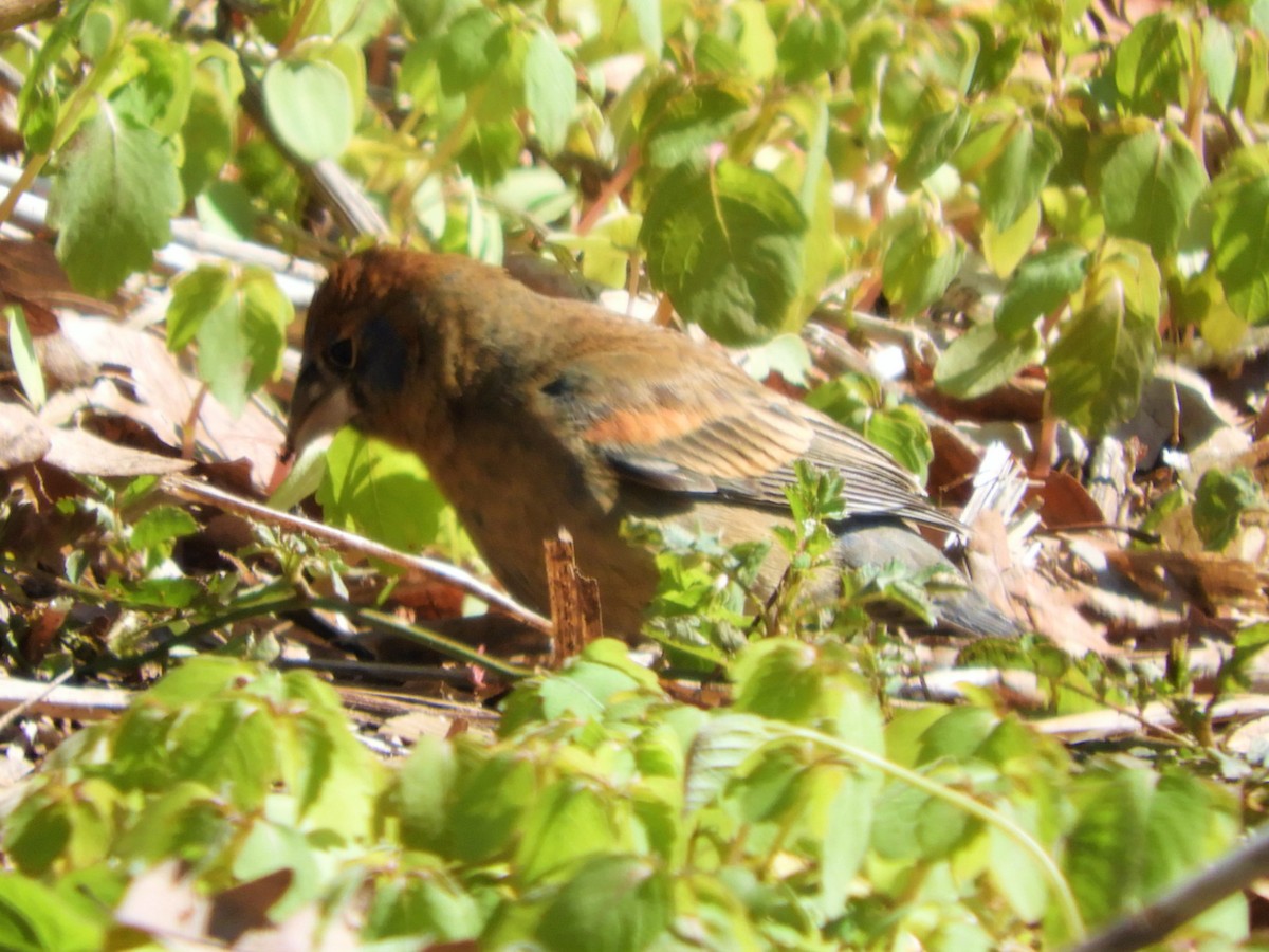 Blue Grosbeak - ML329366451