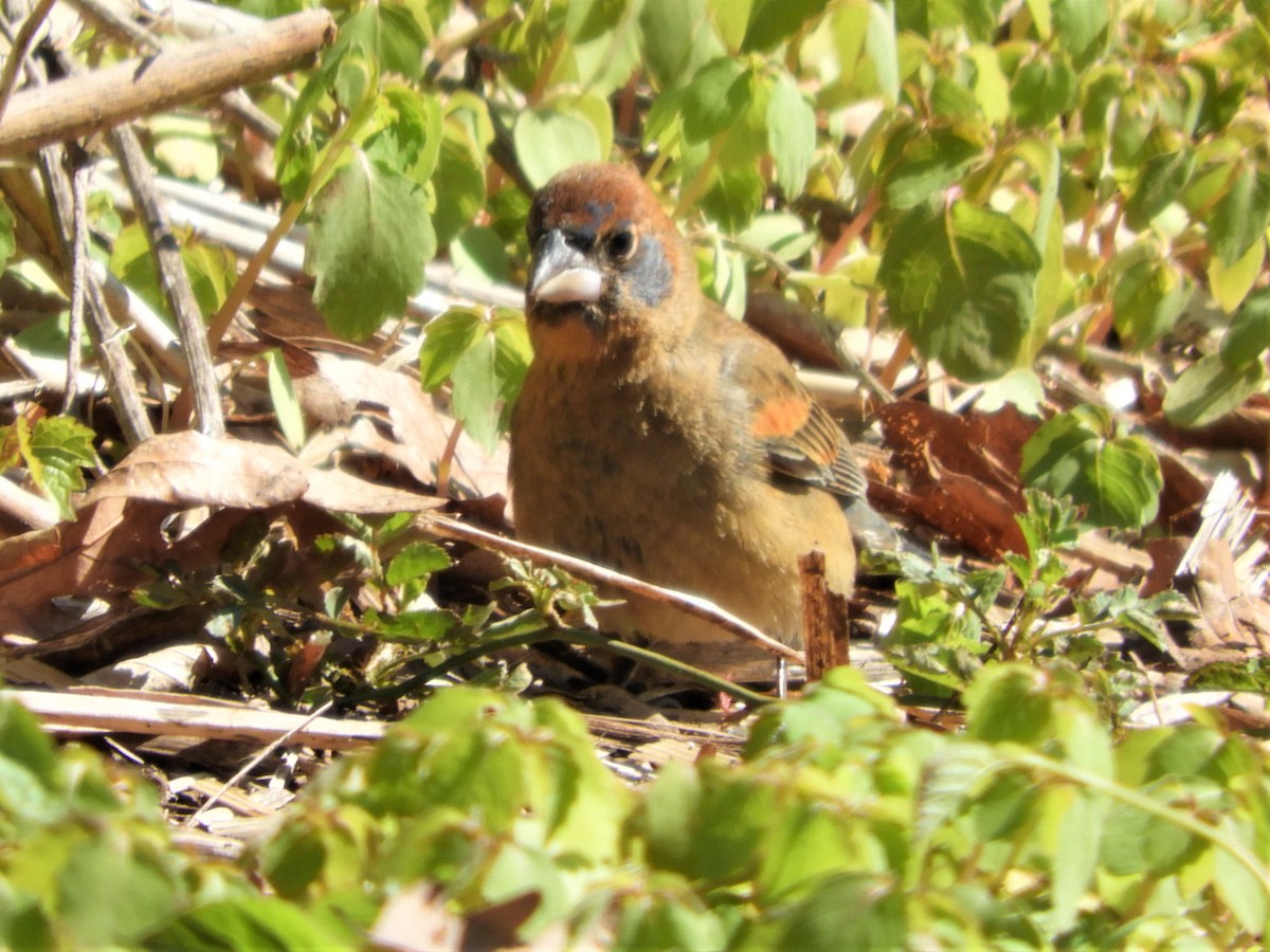 Blue Grosbeak - ML329366471