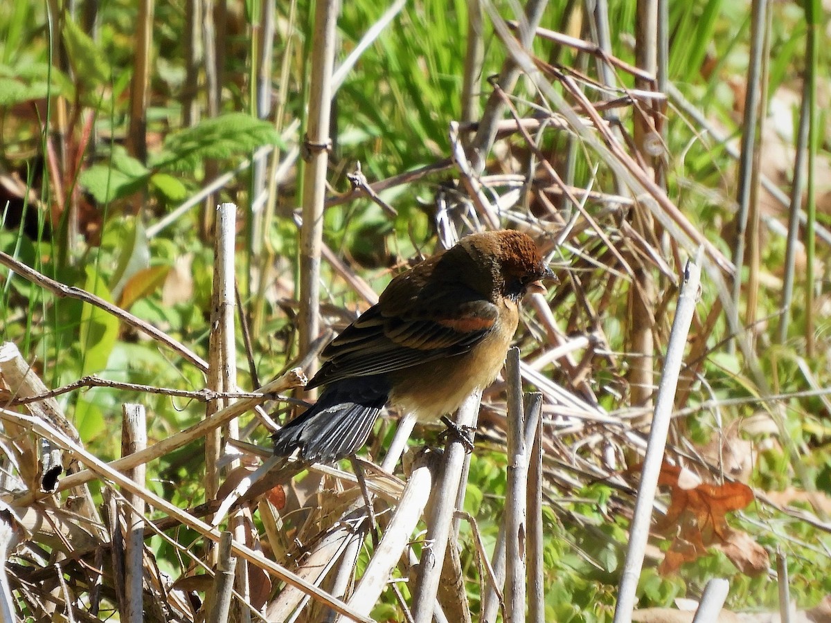Blue Grosbeak - ML329366531