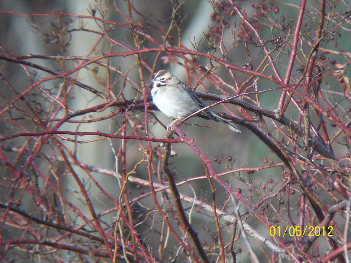 Lark Sparrow - Mark Johnson