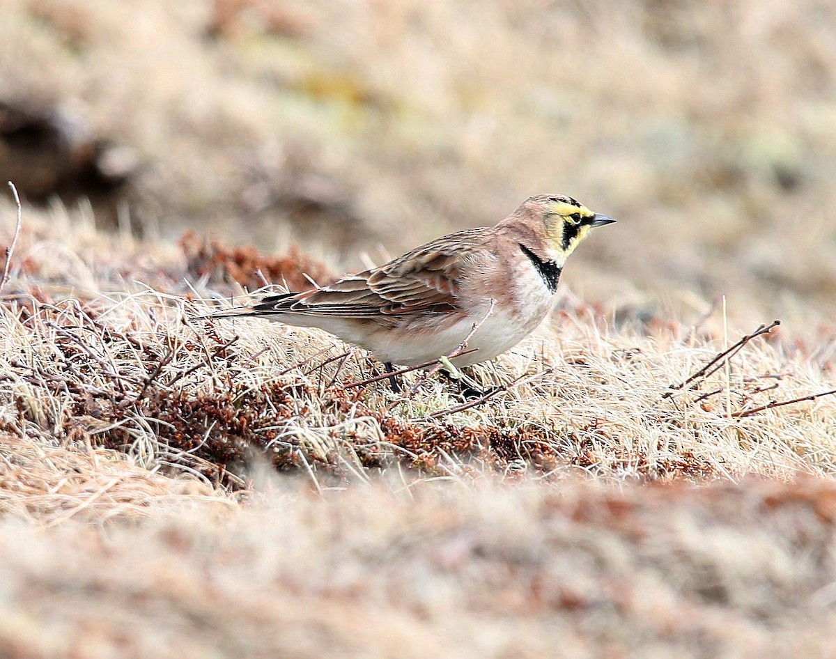 Horned Lark - Charles Fitzpatrick