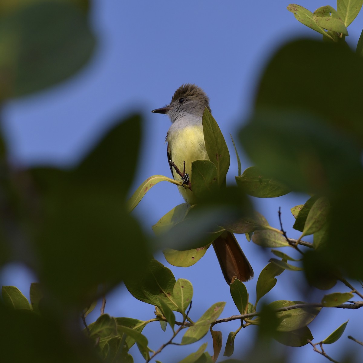 Great Crested Flycatcher - ML329368501
