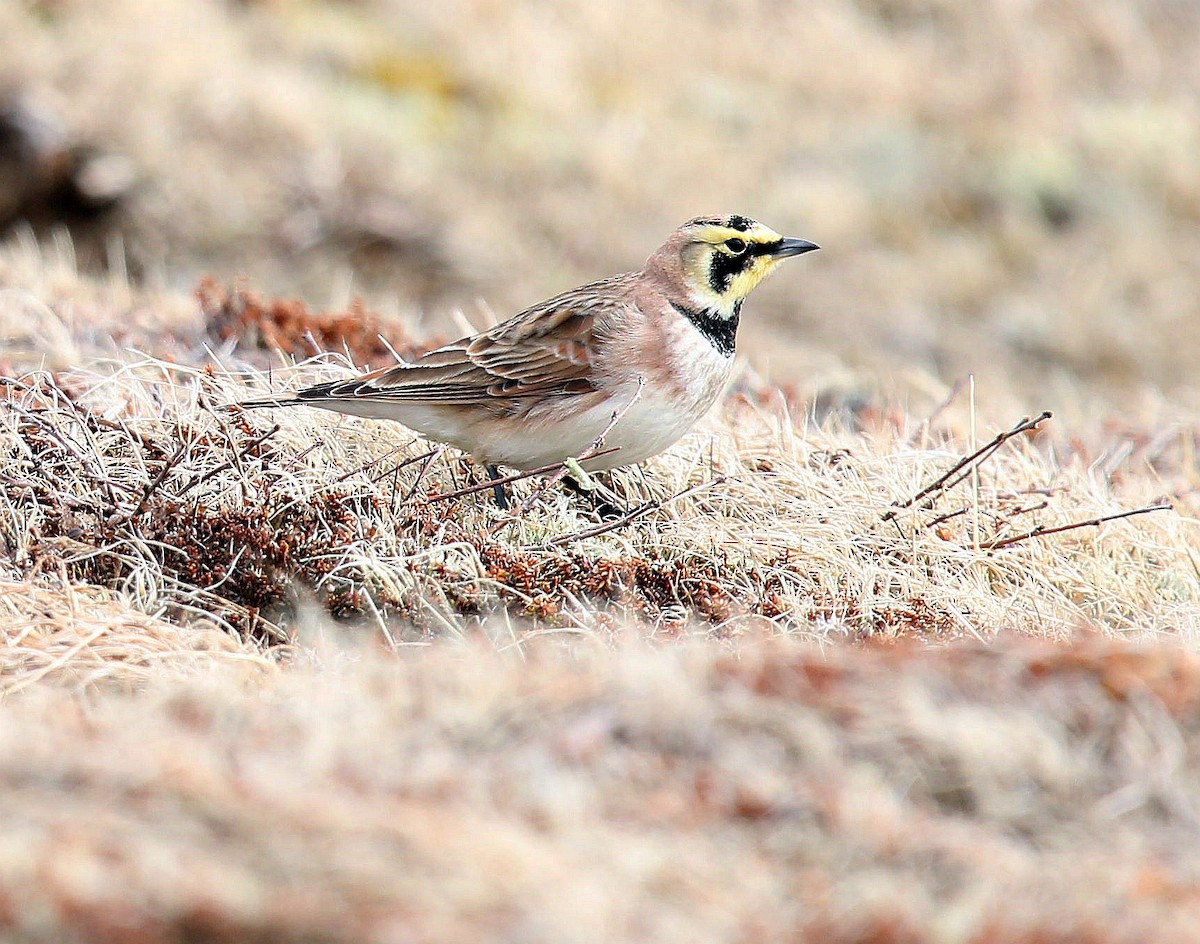 Horned Lark - ML329368771