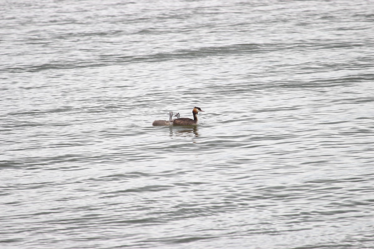 Great Crested Grebe - aytekin yaşar