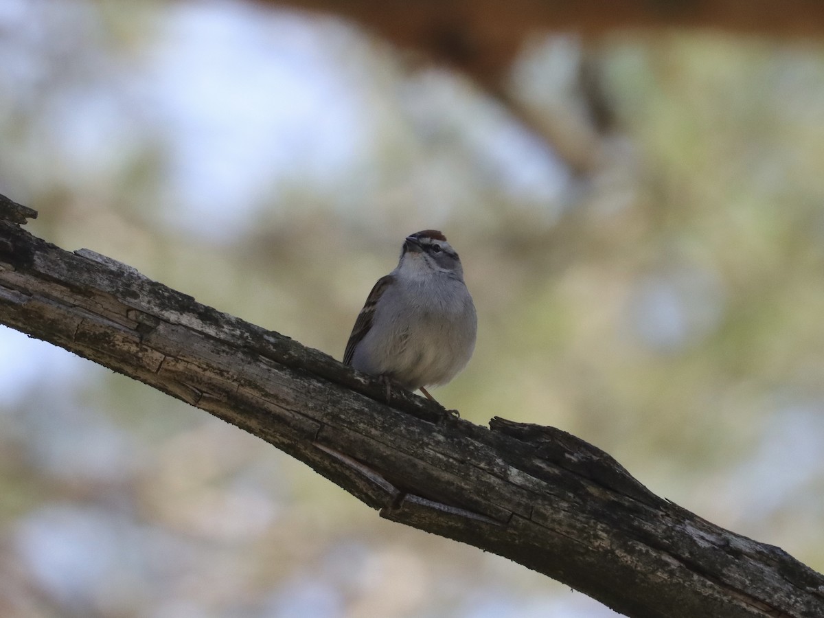 Chipping Sparrow - ML329369561