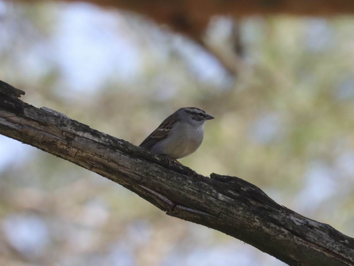 Chipping Sparrow - ML329369591