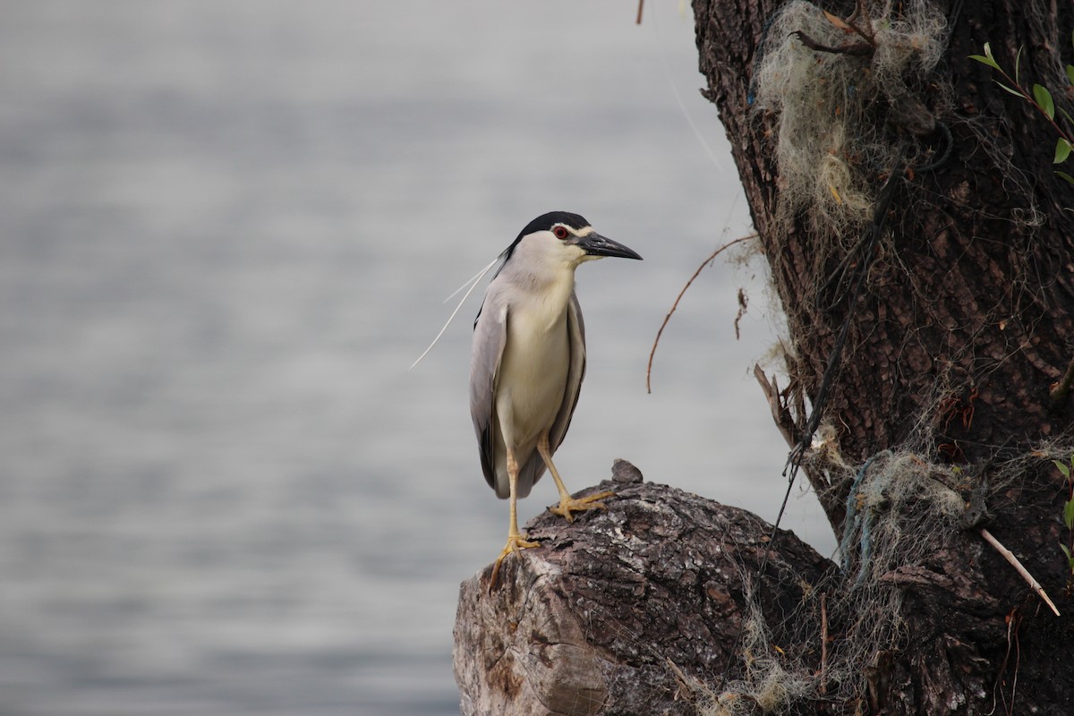 Black-crowned Night Heron - ML32936991