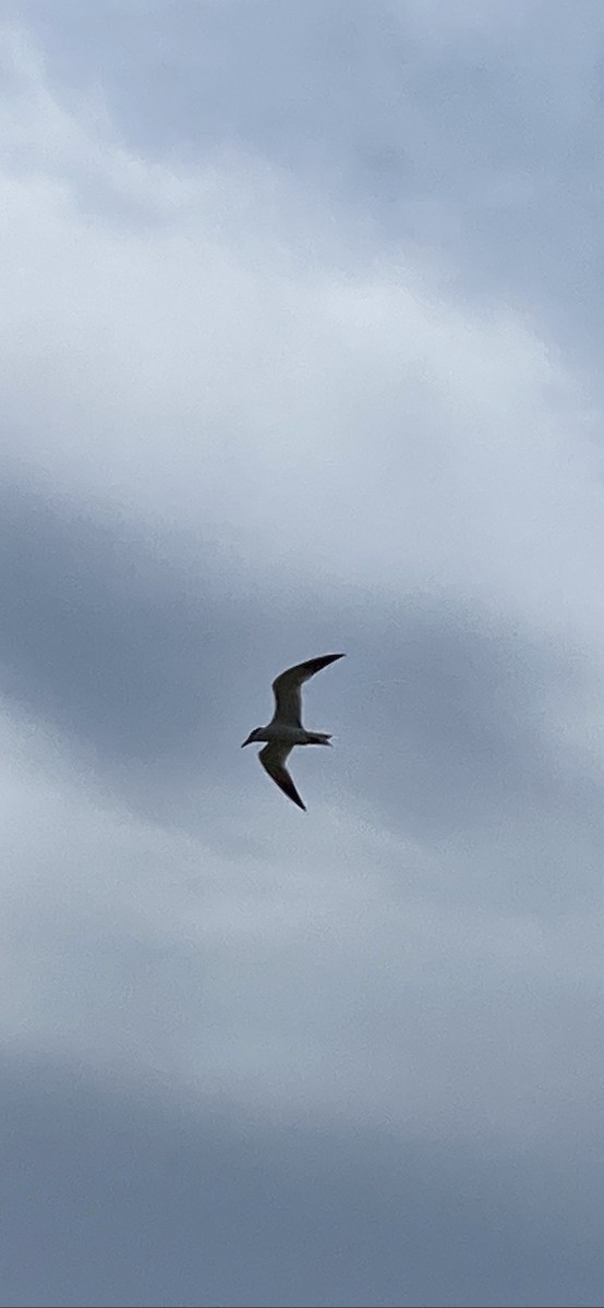 Caspian Tern - Anonymous