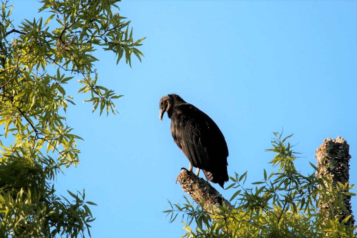 Black Vulture - ML329372181