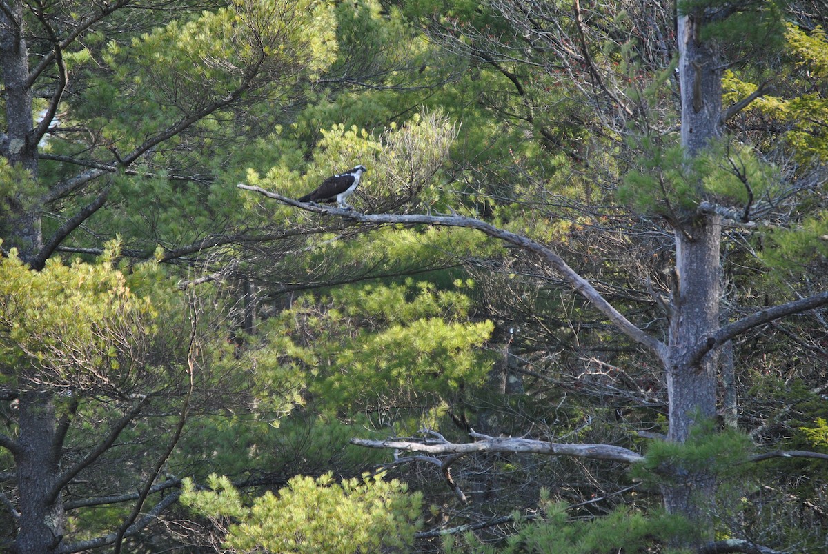 Águila Pescadora - ML329372301