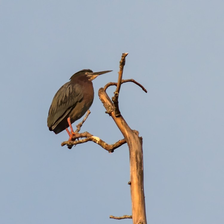 Green Heron - ML329372961