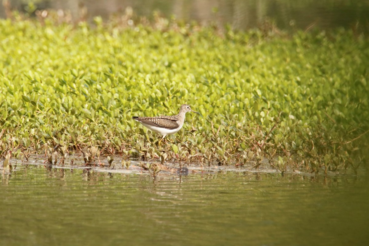 Solitary Sandpiper - ML329373791