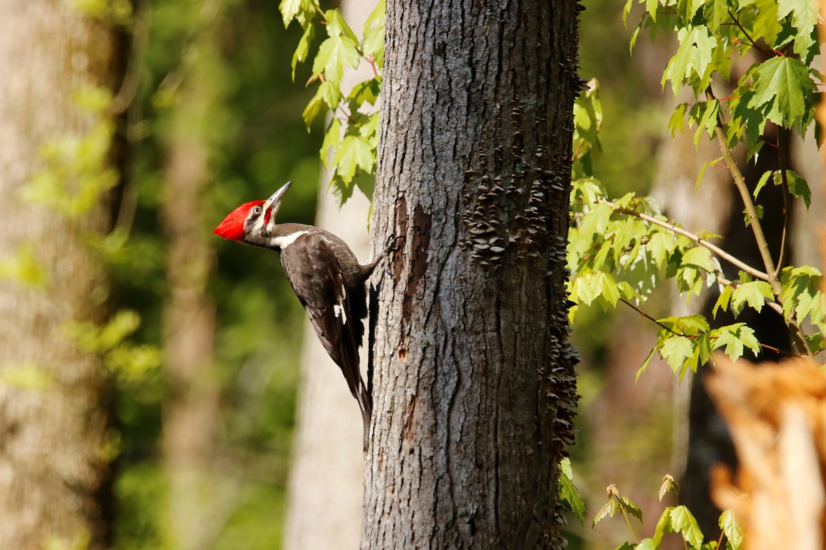 Pileated Woodpecker - Mary Erickson