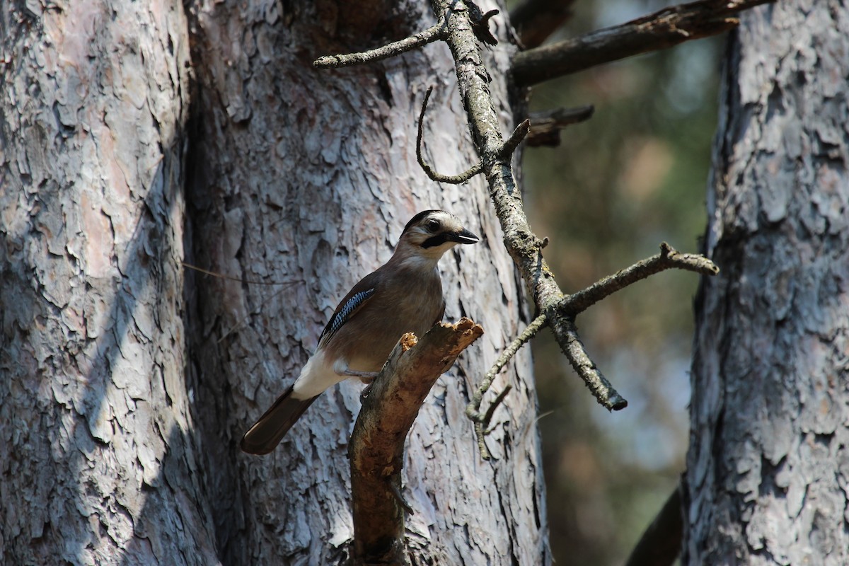 Eurasian Jay - ML32937441