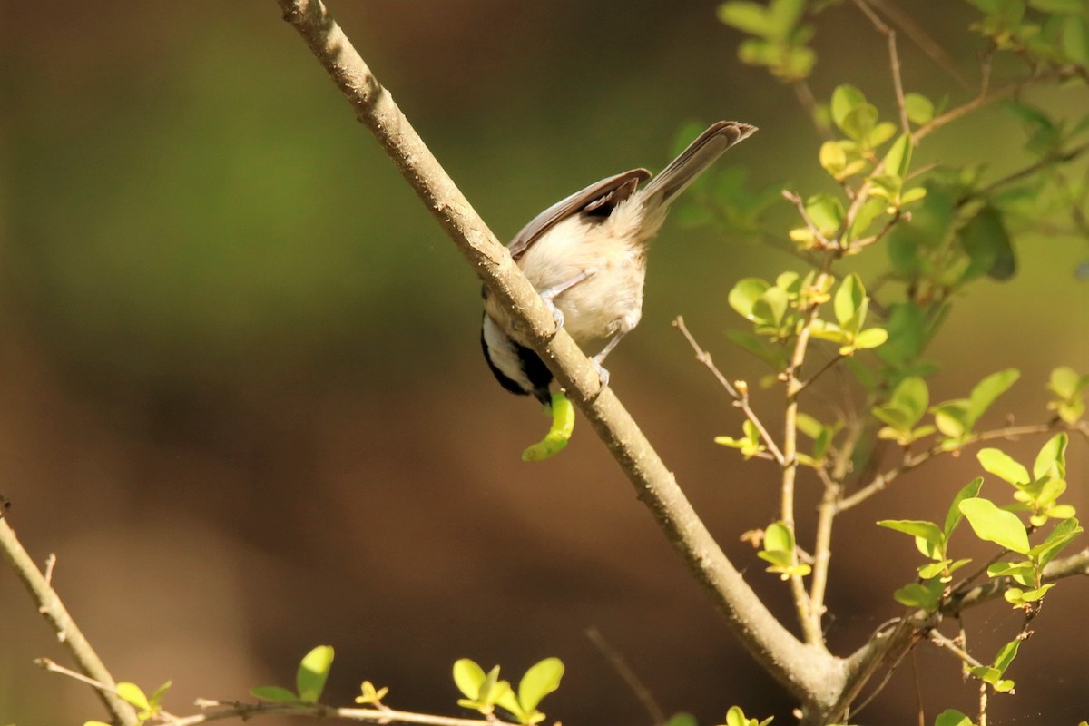 Carolina Chickadee - ML329374451