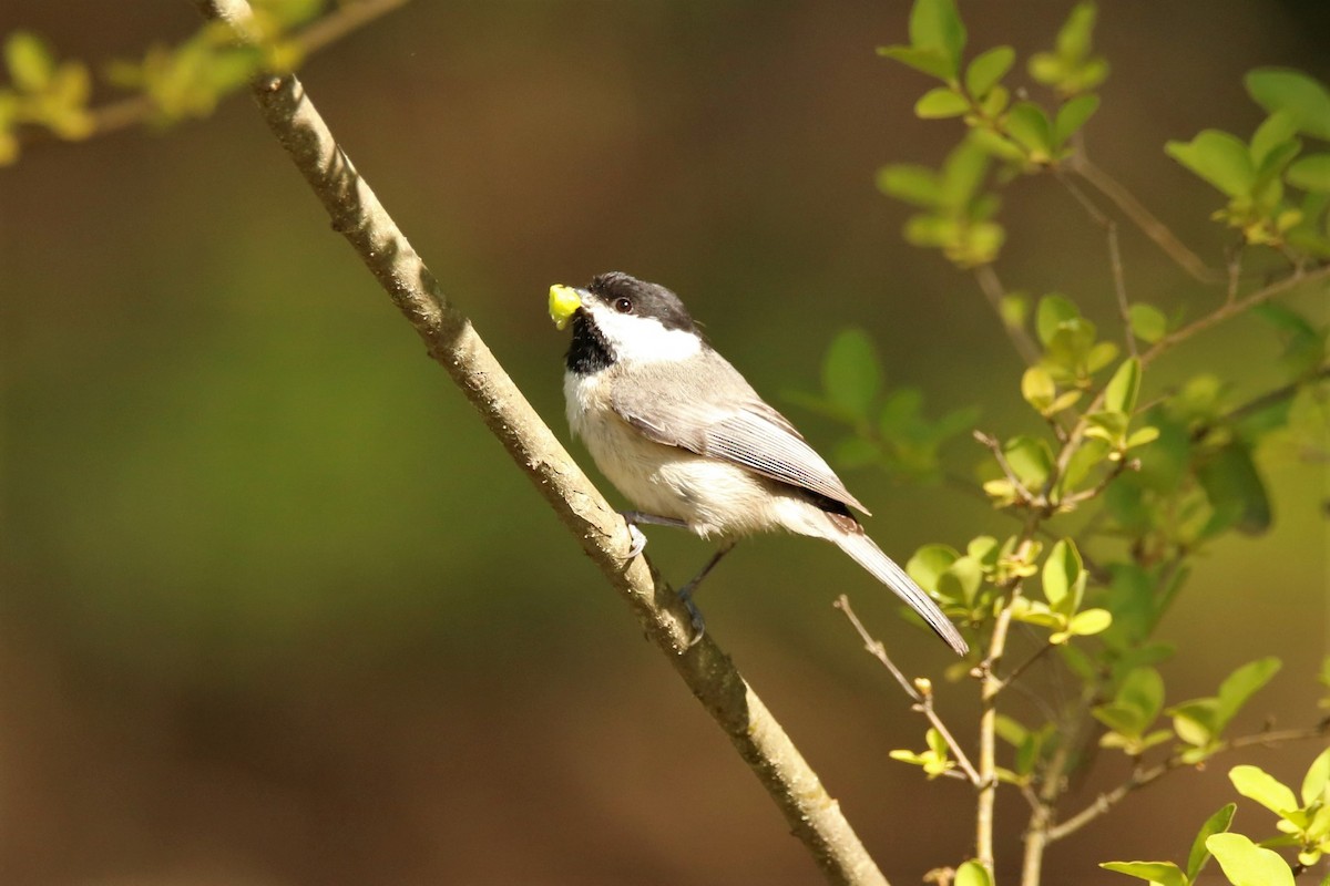 Carolina Chickadee - Mary Erickson