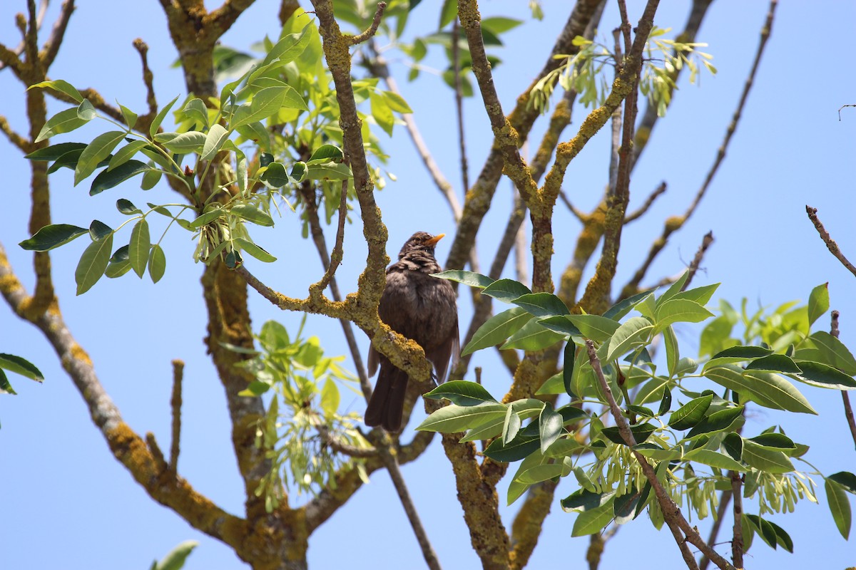 Eurasian Blackbird - ML32937471