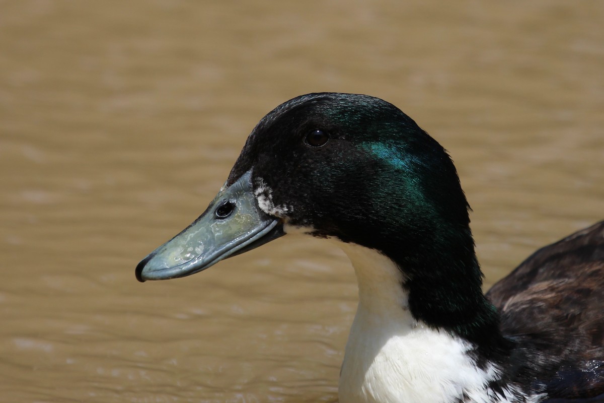 Mallard (Domestic type) - aytekin yaşar