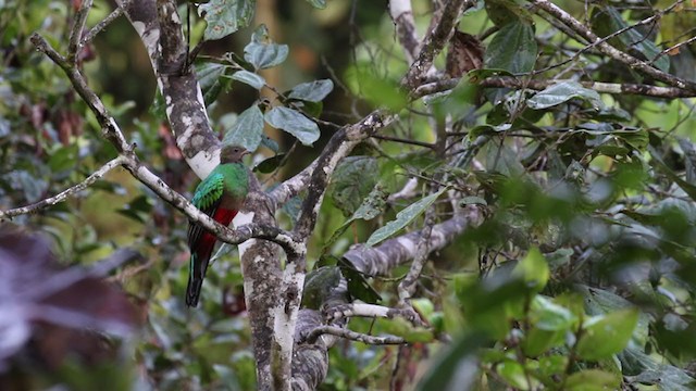 Quetzal Cabecidorado - ML329375331