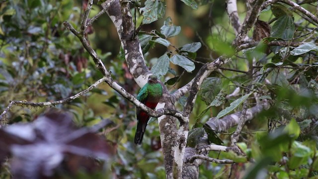 Golden-headed Quetzal - ML329375941