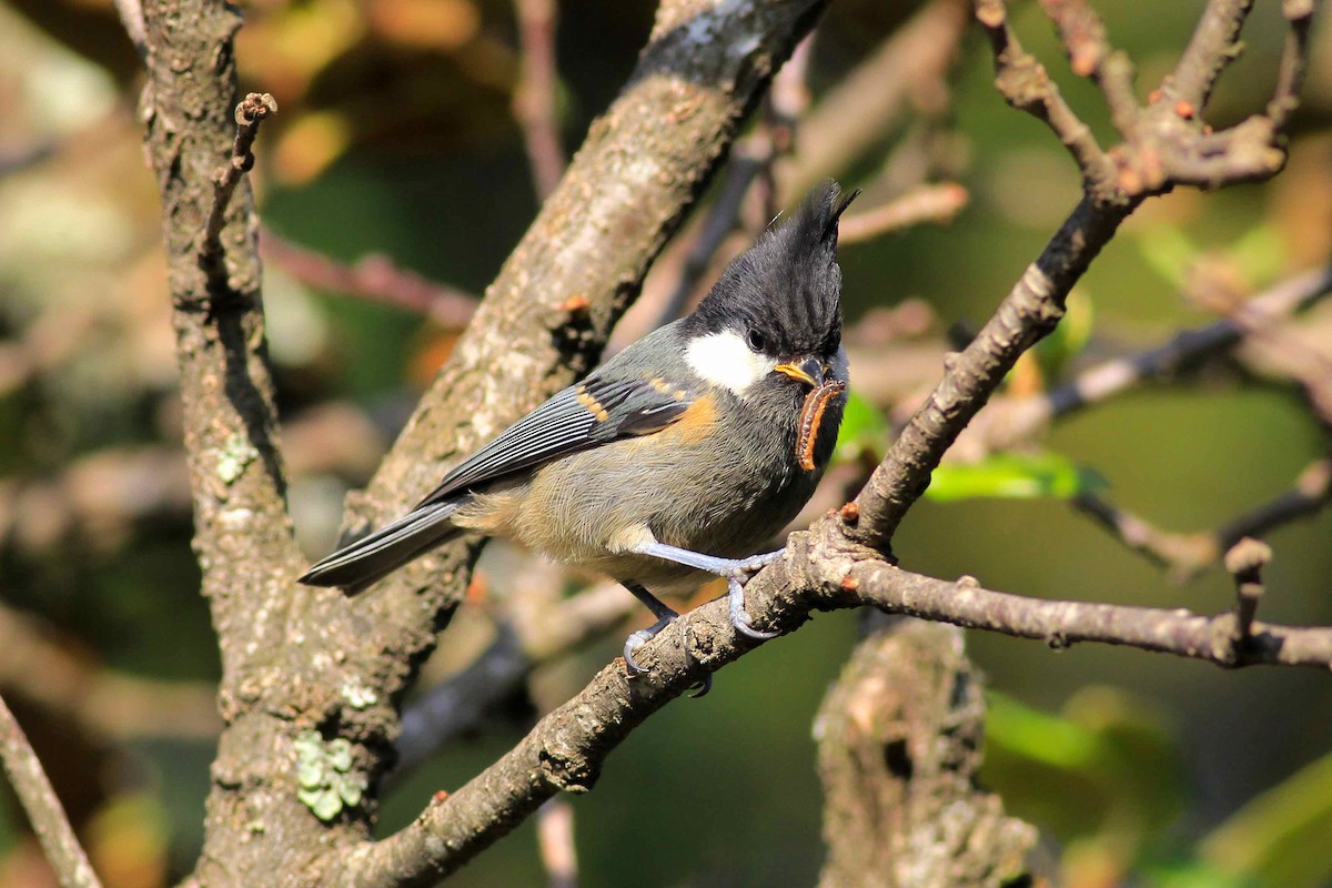 Mésange noire (melanolophus) - ML32937631