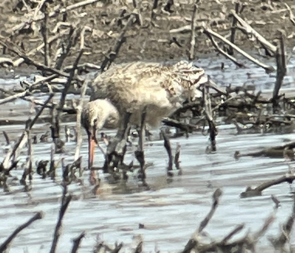 Marbled Godwit - ML329377351