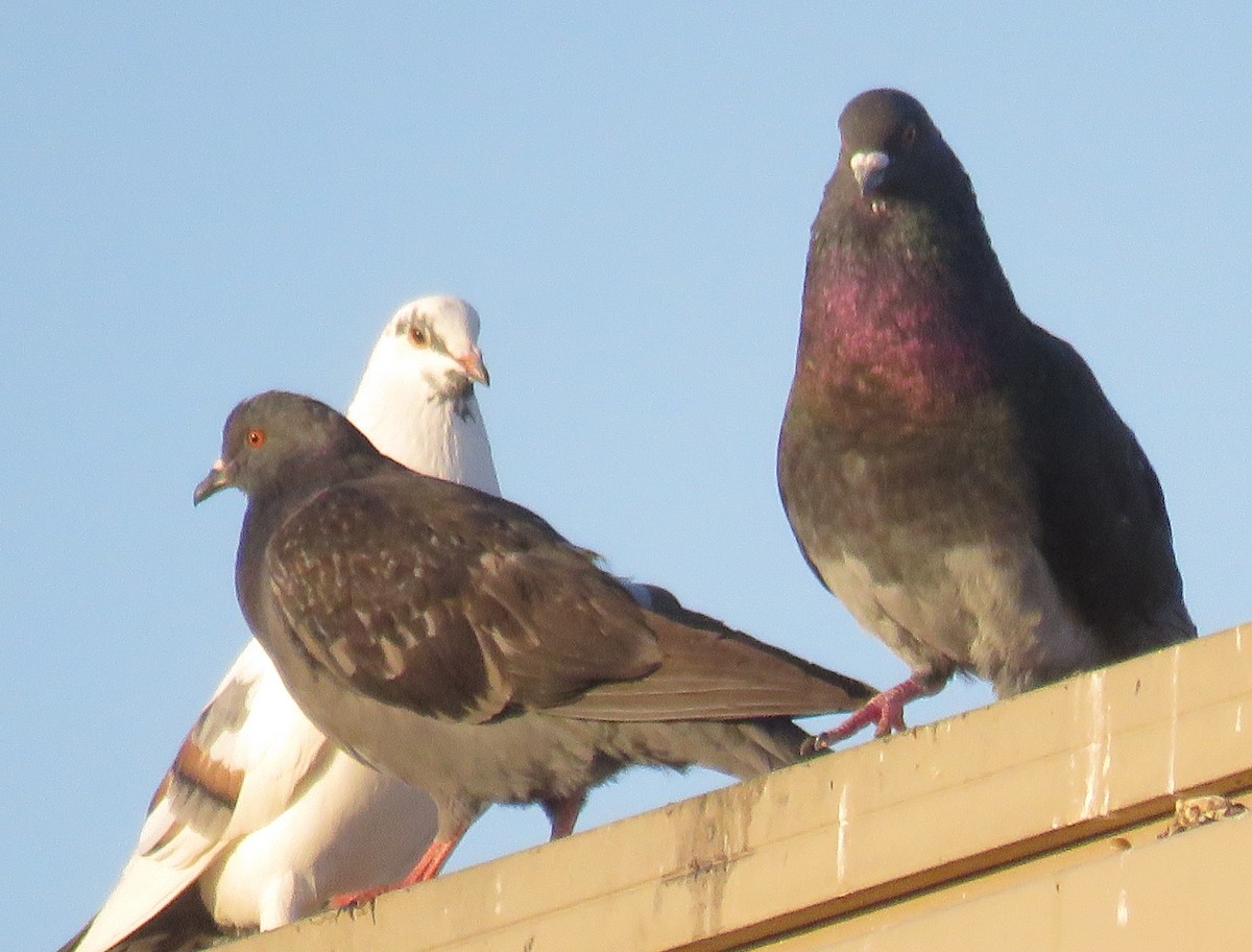 Rock Pigeon (Feral Pigeon) - ML329377751