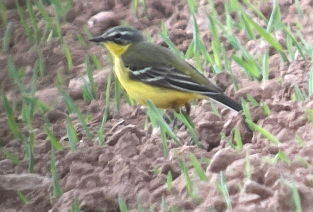 Western Yellow Wagtail (flava) - ML329377771