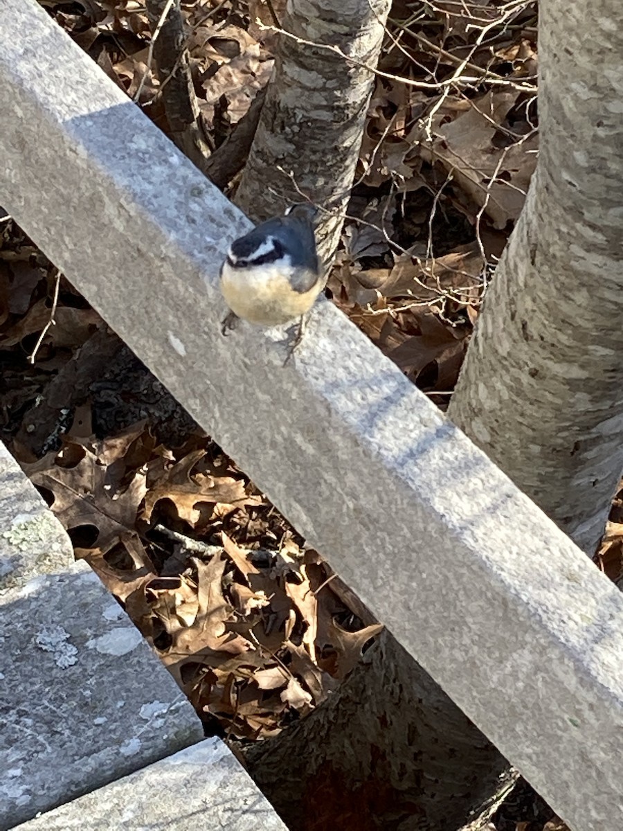 Red-breasted Nuthatch - Mike Baird