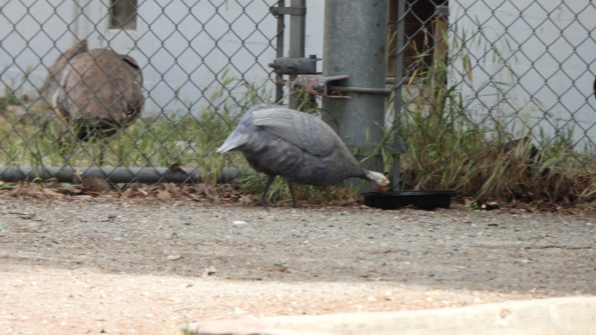 Helmeted Guineafowl - ML329378951