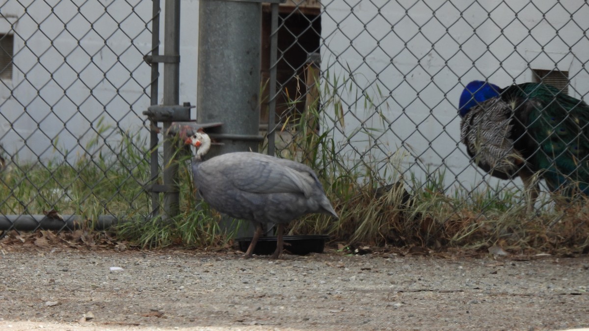 Helmeted Guineafowl - ML329378971