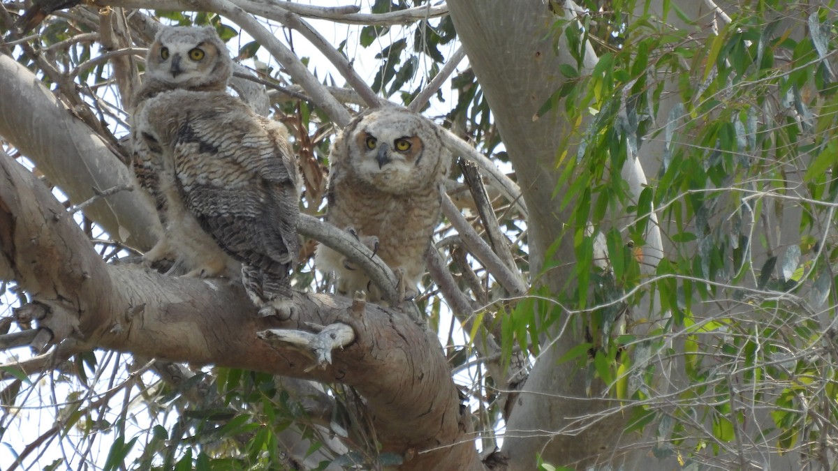 Great Horned Owl - ML329379311