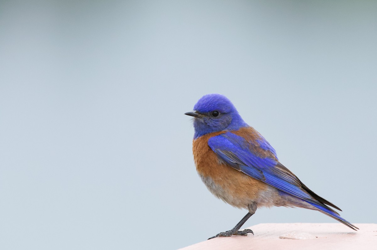 Western Bluebird - ML329379611
