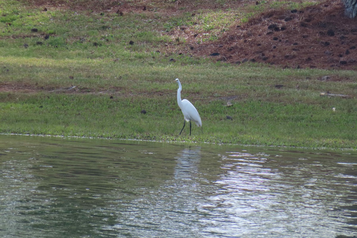 Great Egret - ML329380401