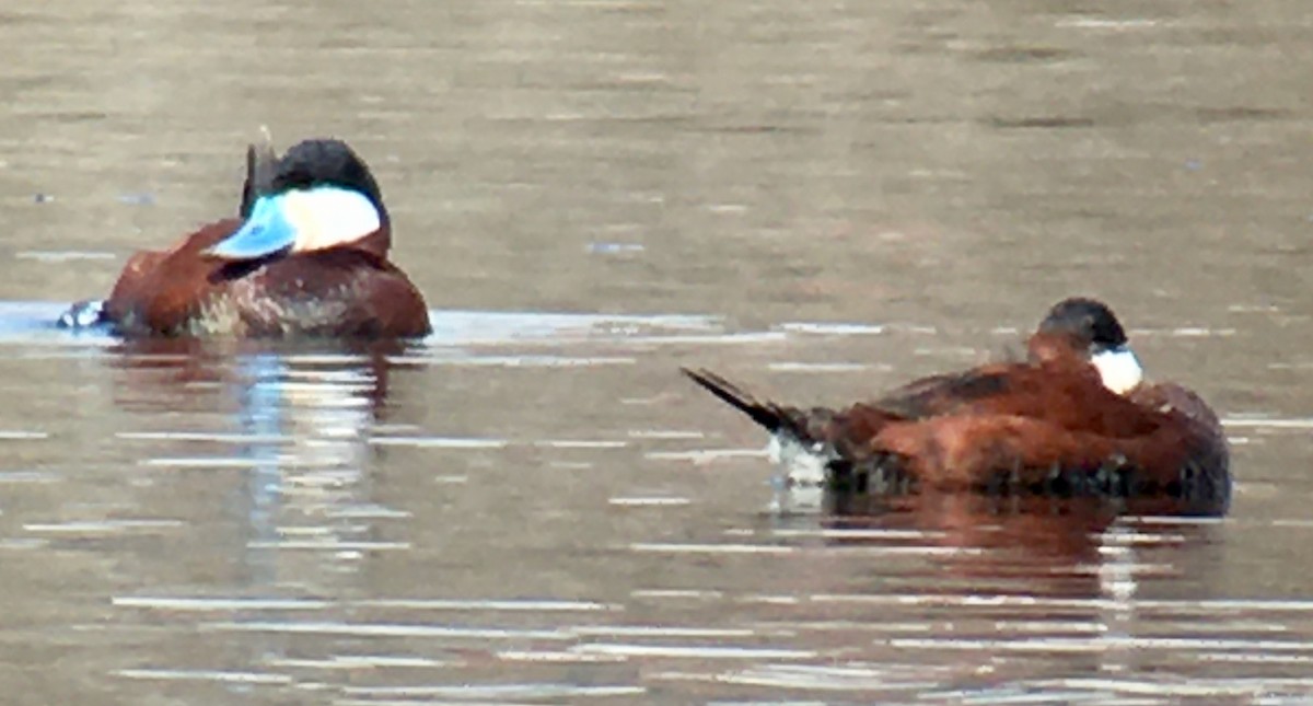 Ruddy Duck - ML329380711